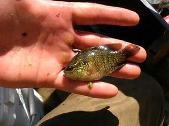 Banded Sunfish Enneacanthus obesus Federal Listing State Listing Global Rank State Rank Regional Status SC S3 V.