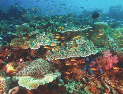 Reefs and islands protect a continent from large waves. They enclose a lagoon on the landward side but have a side that faces the open ocean and is exposed to large waves and storms.