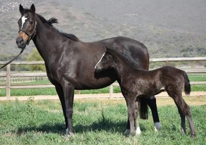 Coup De Grace s stunning young foals at Klawervlei KLAWERVLEI Stud s beautifully bred young sire Coup De Grace has made the perfect start to his stud career- if his magnificent first foals are