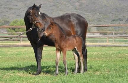 Coup De Grace, who has been extremely popular since retiring to Klawervlei, covered an exceptional book of mares in his first season and the support looks well justified if these foals are an