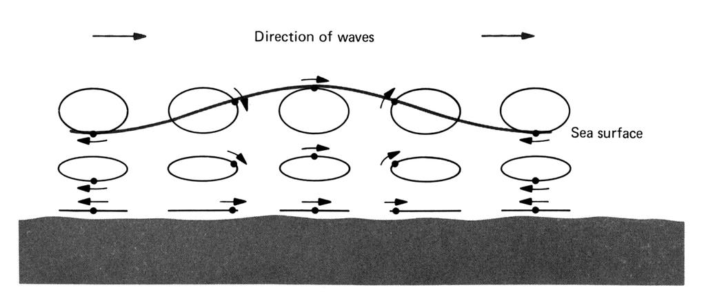 Waves in shallow water (water depth <1/2 wavelength) Water molecules move in elliptical orbits At seabed, water (and sediment) moves back and