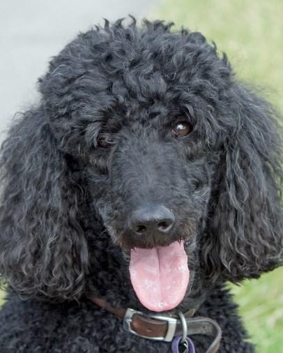 Thursday, November 12 th ; 11am READ TO STELLA Stella is a standard poodle who received her therapy dog certificate and she loves being read to!