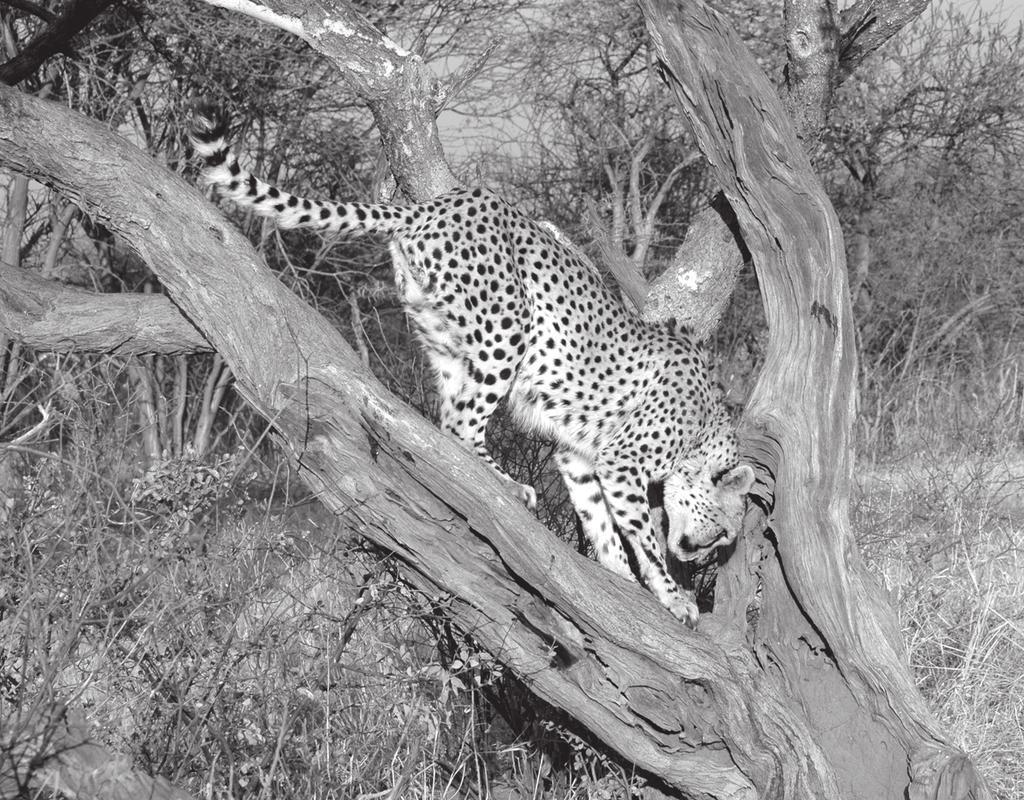 In the future, as wild cheetah populations become more fragmented, their management will become increasingly necessary in order to maintain genetic diversity, and protect against further population
