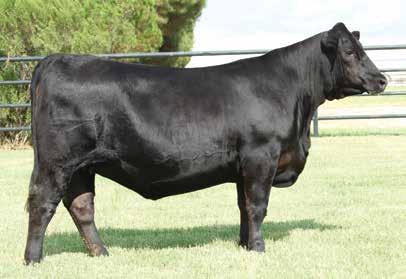 CHOICE of MODERN Young Matrons who are DISTINCTIVELY DESIRABLE 1 Rita 9Q15 of Rita 5F56 GHM Maternal Granddam of Lot 1 Wilks Lady 5180 Dam of Lot 2 Woodside Rita 6D92 of 3D3 Birth Date: 11-20-2016