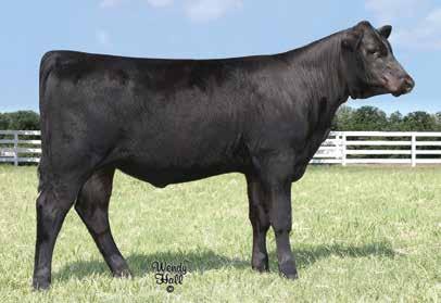 CHOICE of MODERN young matrons who are DISTINCTIVELY DESIRABLE 3 Vintage Pride 7170 Lot 3 (pictured as a heifer calf) EXAR Lucy 1746 Dam of Lot 4 Vintage Pride 7170 Birth Date: 1-31-2017 Cow