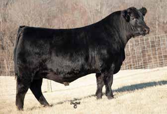 65 +.50 +.030 +108.78 n 5A, (K128), Bull, 11/16/18, sired by Sankeys Calibration 607. AI bred to Whitestone 18-Million on 2/2/19. See update. CHOICE OF DAM OR DAUGHTER The Age Old Question: Youth vs.