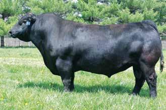 Lot 8 Balanced-trait female who descends from the famous Deer Valley Farm donor, GAR EXT 614 8 Belle Rita B537 Birth Date: 2-27-2017 Cow *19225143 Tattoo: B537 #+*PA Power Tool 9108 #*GAR Predestined