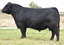 x SydGen Enhance Sire of Lot 17 SydGen Rita 6441 Donor Dam of Lot 17 n x Offering 4 IVF embryos. One pregnancy is guaranteed if implanted by ET certifed technician. Share our progress.