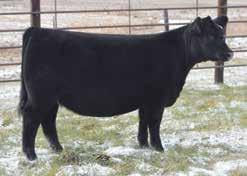59 Cutting-edge carcass embryos from an outstanding daughter of Stud 4658B sired by the popular ABS Global sire, Enhance We selected SydGen Rita 6441 from SydGen s consignment to the 2017 Missouri