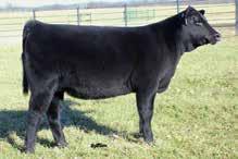 EXCLUSIVE EMBRYO PRODUCTION FROM YOUNG BELLE POINT DONORS 21 Powerful embryo package sired by the popular Maverick and produced by a high-growth daughter of the popular No Doubt Hoover No Doubt Sire