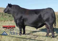 after winning Division X Champion Pair of the 2017 Missouri Angus Futurity Forever Lady 3257 Embryos +*Basin Payweight 1682 #+*Basin Payweight 006S Poss Maverick 21AR O Lass 7017 *18962396 Poss Pride