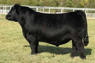 Exclusive ET PRODUCTION from LCCC s 24 LCCC Lucy 131 Embryos #*Connealy Confidence 0100 Connealy Tobin Connealy Confidence Plus Becka Gala of Conanga 8281 *17585576 Elbanna of Conanga 1209 #*Connealy