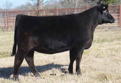 CHOICE of heifers with POWERFUL POTENTIAL and ready to breed 27 Belle DV Lucy 7917 Lot 27 Belle Eisa Erica B228 Lot 28 Belle DV Lucy 7917 Birth Date: 11-6-2017 Cow *19008020 Tattoo: 7917 +*Basin