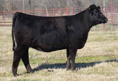 CHOICE of heifers with POWERFUL POTENTIAL and ready to breed 31 Belle Ever Entense A48 Lot 31 Belle Expectation B288 Lot 32 Belle Ever Entense A48 Birth Date: 1-8-2018 Cow *19259451 Tattoo: A48 *VAR