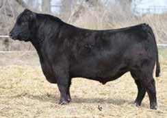TEX Playbook 5437 Sire of Lot 74 VAR Discovery 2240 Sire of Lot 75 Baldridge Atlas A266 Sire of Lot 76 Quaker Hill Rampage 0A36 Sire of Lot 77 Good Numbers. Good Pedigrees.