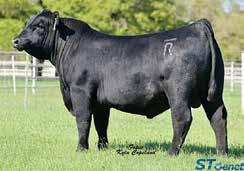 78 MGR Treasure Sire of Lot 79 Sankeys Calibration 607 Sire of Lot 82 EXAR Stud 4658B Sire of Lot 80 Plattemere Weigh Up K360 Sire of Lot 83 These YEARLING BULLS have all the GENETIC POWER to create