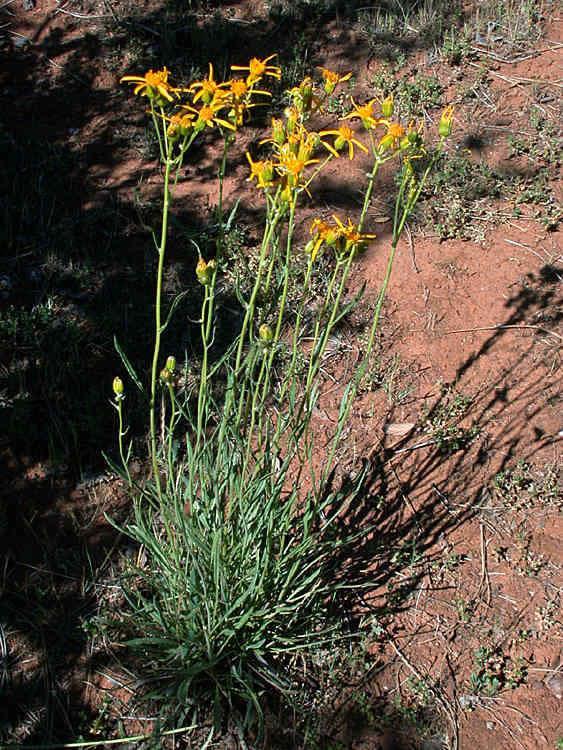 ENF s Listed Species Layne s Butterweed (Senecio layneae) Listed as