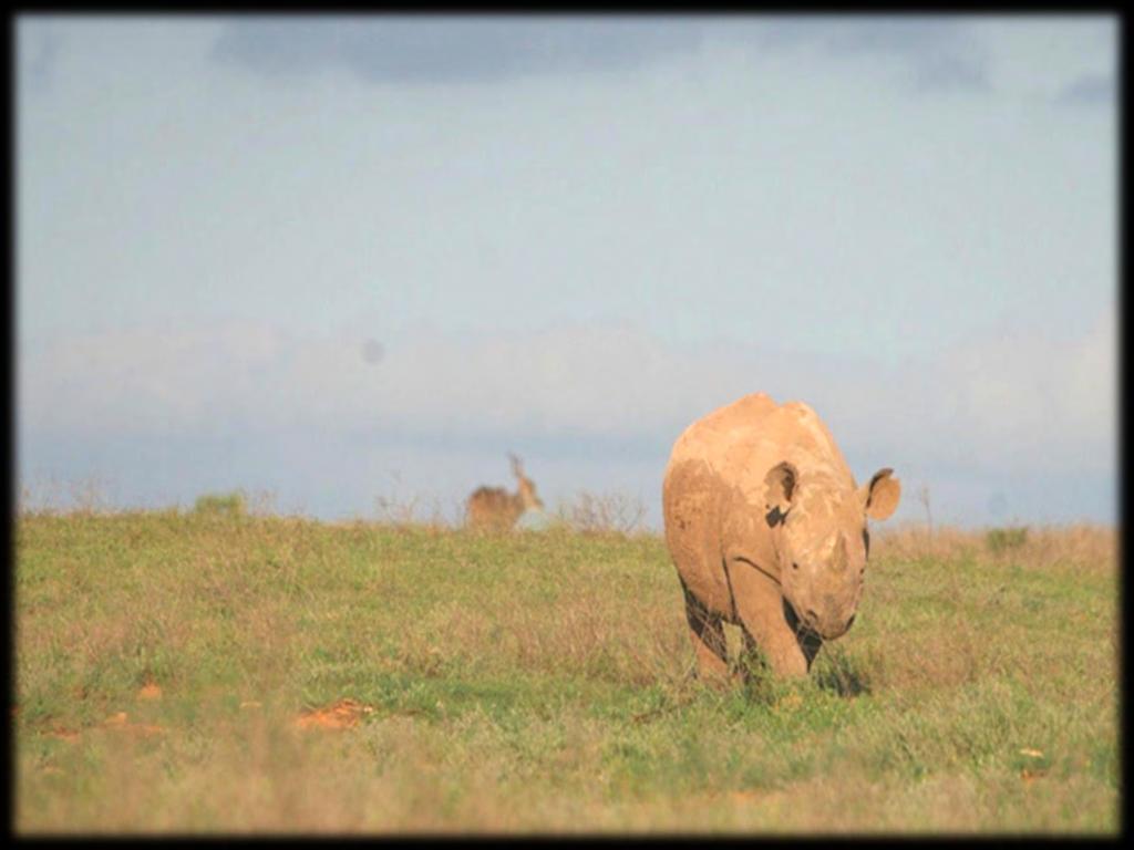 AENP Black Rhino Sub-populations 1995 AENP reintroduced south-western arid subspecies of black rhino (Diceros bicornis bicornis) Now has ~70%