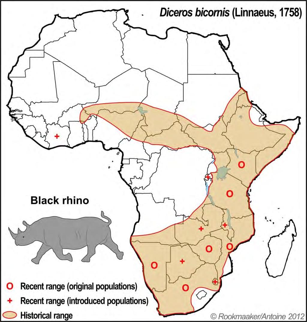 Background: Black Rhino Natural