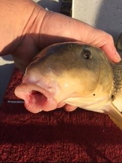 Fish reproduction is really good as we are seeing large schools of small walleye and perch on the