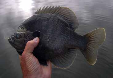 They also support an abundance of largemouth bass. These species are members of the sunfish family Centrarchidae.