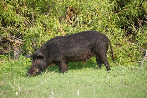 Wild-Appearing Pig Smaller and Leaner Longer snouts Corse, long hair Straight tails