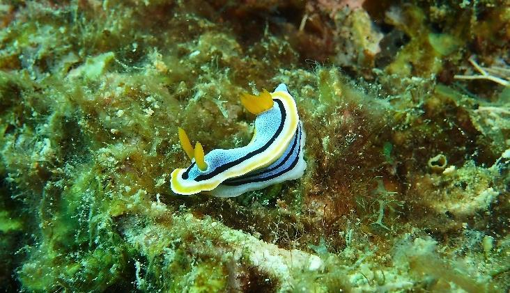 Marine Creature of the Month This month, CCC s creature of the month goes to the nudibranch! These little guys are found all over the world s oceans, but are most abundant in shallow, tropical waters.
