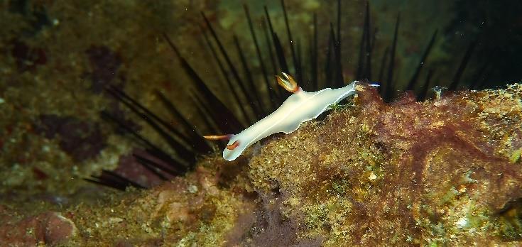 Their scientific name, Nudibranchia, means naked gills, and describes the feathery gills and horns that most wear on their backs as well as the fact that they shed their shells in the larval stage.