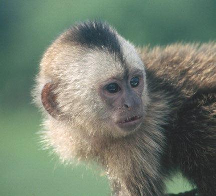 Cebus monkey Chlorocebus monkey PLATE 1.
