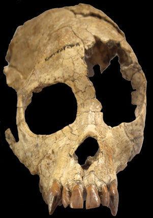 PLATE 5. The cranium of Ekembo.