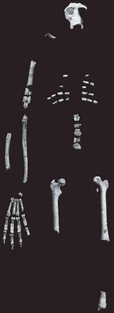 164 Chapter 8 FIGURE 8.1. The skeleton of Hispanopithecus. The face, the forearm, the thigh bone (femur), and the hand are especially well preserved.