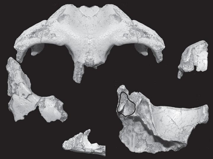 The Descendants of Dryopithecus 167 A C B 1 cm FIGURE 8.2. Face and frontal sinus of Hispanopithecus. The frontal view (A) is mirror imaged from the left side to make a complete frontal bone.