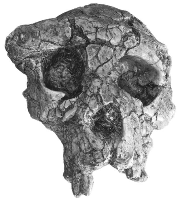 Back to Africa Again 201 FIGURE 9.2. Sahelanthropus (a cast). Note the large brow ridges and the relatively flat face. (Image by author.) brain.