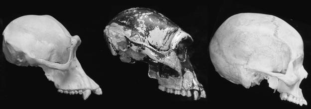 216 Chapter 9 FIGURE 9.4. Skulls of a chimp, Australopithecus afarensis, and a human. Which one does not belong?