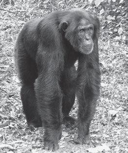 Back to Africa Again 219 Radius Scaphoid Capitate Proximal (1st) phalanx Metacarpal FIGURE 9.5. Knuckle-walking in a chimpanzee.