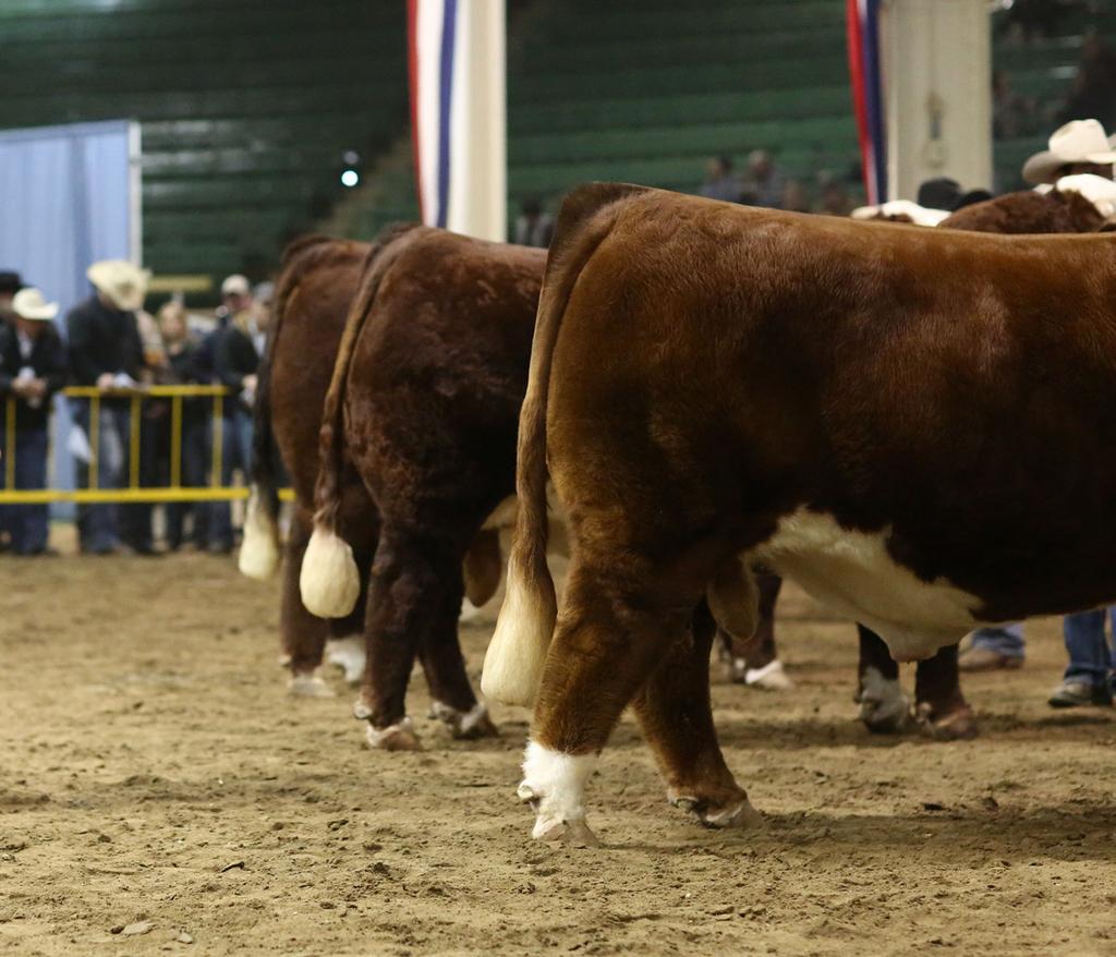 As the associate judge of Troy Thomas of Harold, South Dakota, Barragree sorted the Herefords at the 2015 National Western Stock show. ShowChampions.