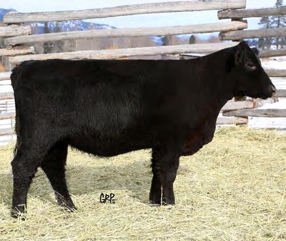 RITA A1003 LUCKY BMKA 101B 2T BRAVE 12B Star Fire 260F M 0.4 61 91 23 54 10.0 11.0 Sired by the up and coming star in our herd, Justamere Solution 131D.