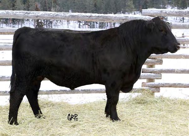 His mother is a deep bodied, soggy, Remitall female that was acquired from Remitall a couple of years back.