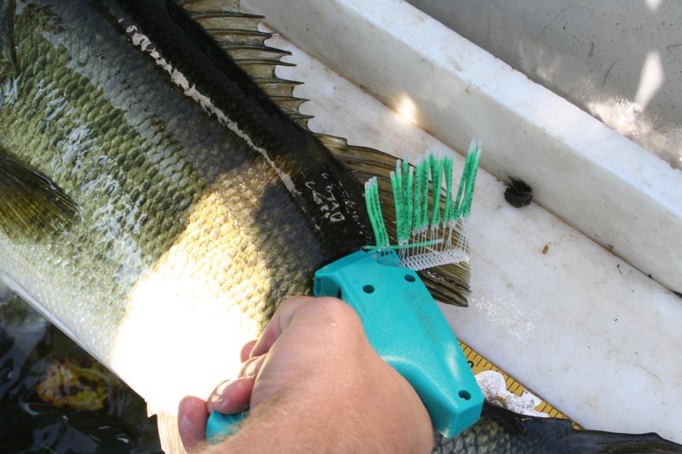 TAGGED FISH DATA Length, Weight, and Condition of Tagged Bass in Lake