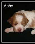 Registered Brittany Pups, Champion Bloodlines, Near Fort Worth, Tx. Small family operation. call: (81)0-5833 e-mail:rbrittanypups@gmail.