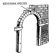 2.Save Keystone Species A
