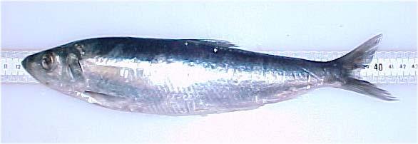 Herring are a pelagic species that perform significant annual migrations associated with spawning, feeding and wintering.
