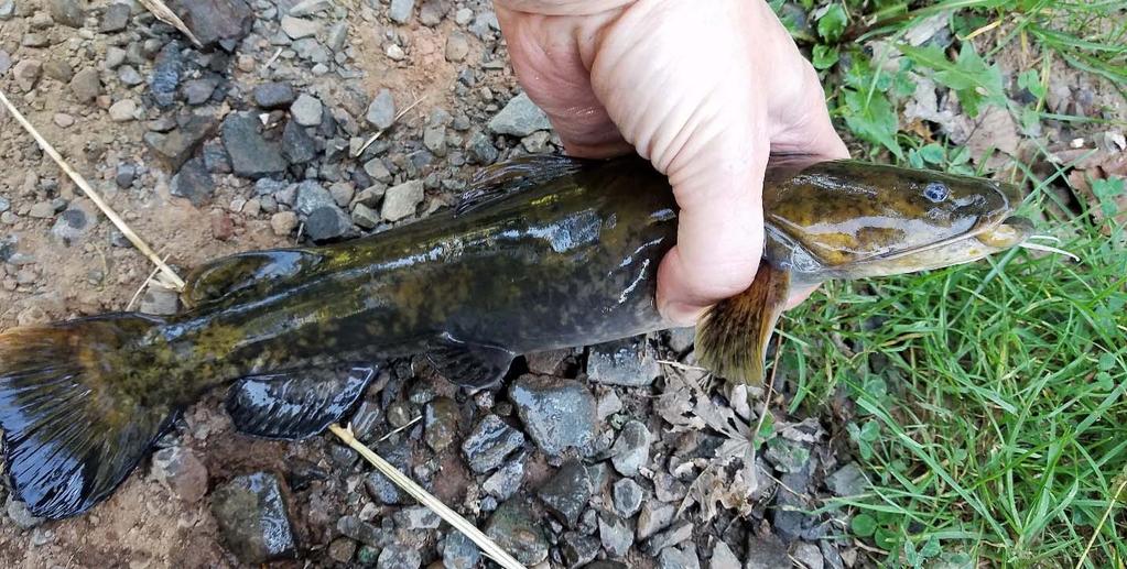 First Flathead Catfish documented upstream