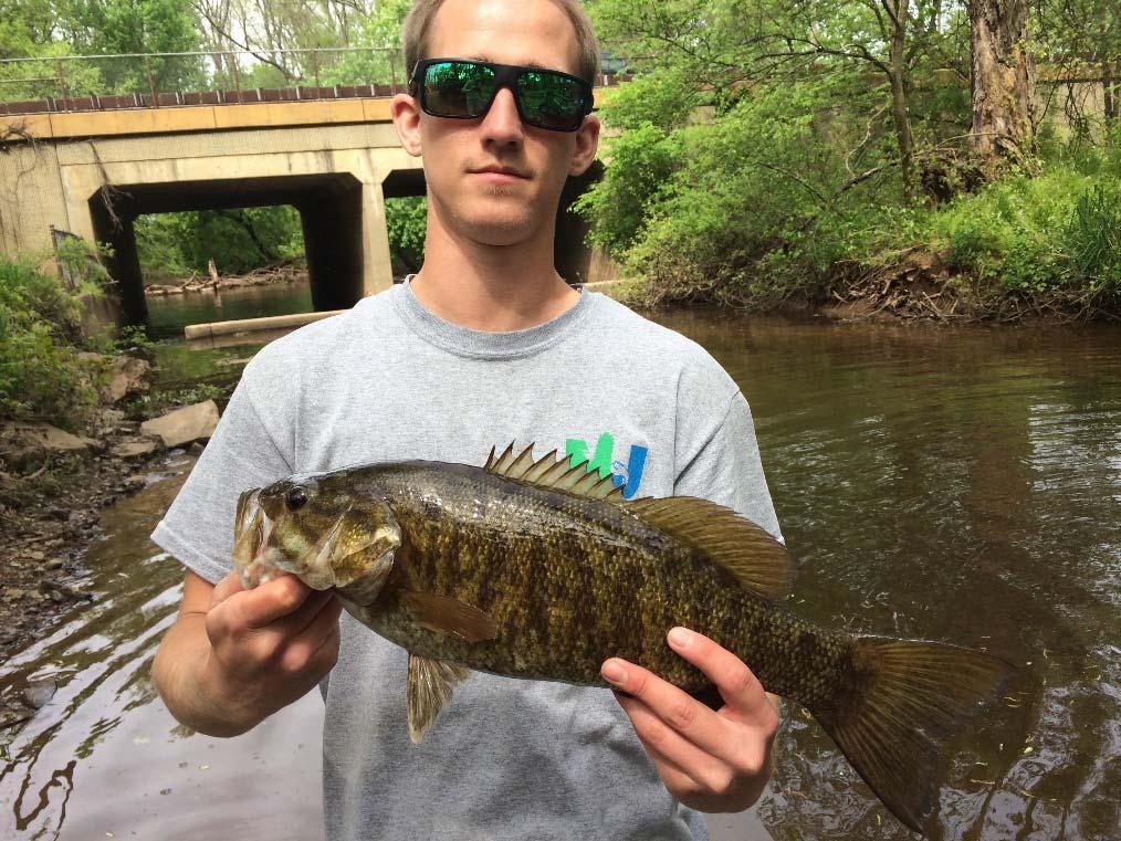 Smallmouth Bass measuring 17.5 inches and weighing 2.