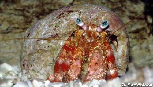 erupt in tide pools when several hermit crabs want the same shell that is being discarded by a starfish or some other animal after a meal.