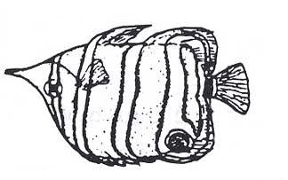 e. The butterlyfish uses a dark spot as a false advertising to fool predators.