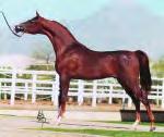 Hes Show Fine is a halter champion and was Scottsdale Reserve Jr. Champion Stallion at age two and U.S. National Top Ten Colt as a Yearling.