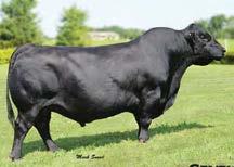 Black Balancer & Hybrid Bulls 20 LEM TOP CHOICE 8095 REG: 1433179 DOB: 3/20/18 TAT: 8095 21.1GV, 73.8AN, 5.