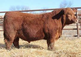 & Red BalancerBulls Sire to Lots 58-63 PIE THE COWBOY KIND 343 Dam to Lots 58-63 HXC 372A LOTS 58-63 - FULL BROTHERS LOTS 58-63 Six ET Brothers by PIE The