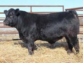 Black Balancer & Hybrid Bulls LOTS 77-79 Three Brothers to LEM Density 564. Powerful, massive muscle and carcass. Full sisters are tremendous brood cows. Sound made and free moving Herdbull prospects!
